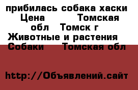 прибилась собака хаски › Цена ­ 100 - Томская обл., Томск г. Животные и растения » Собаки   . Томская обл.